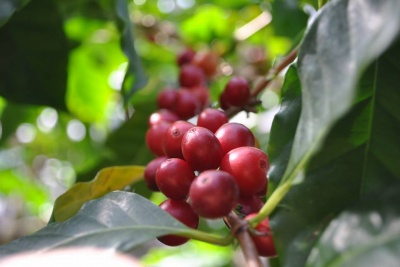 フルーツパークのコーヒーの木